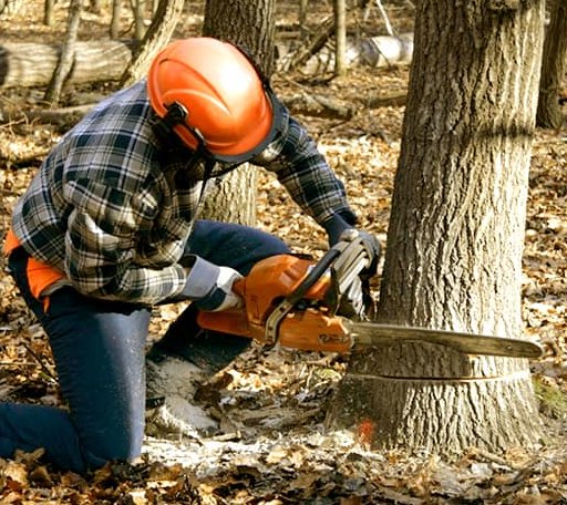 Tree Removal in Humnoke, AR
